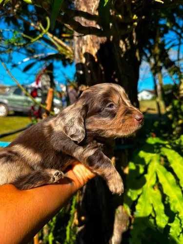 Daschund pelo longo | Alerquim chocolate?¿