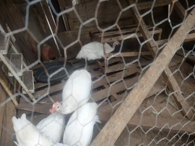 galinha da Angola 
