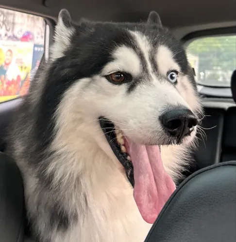 HUSKY MACHO DISPONÍVEL P/ CRUZO