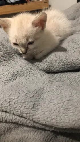 Gatos para adoção