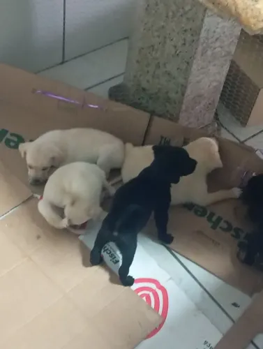 Filhotes labrador Para doação