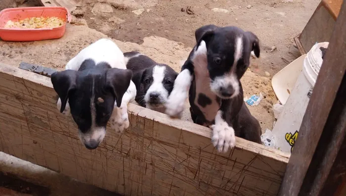 Cachorrinhos para adoção
