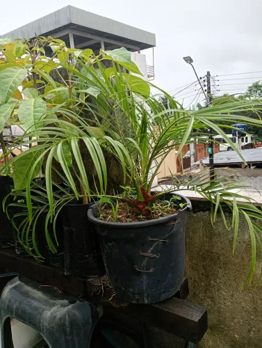 Palmeira fenix 