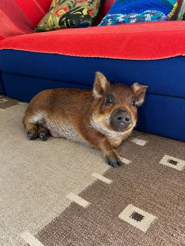 Mini pig