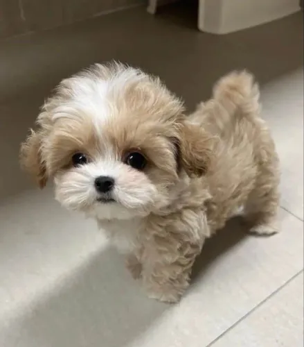 Filhote shih tzu, Seus melhores momentos começarão ao lado de um filhote!