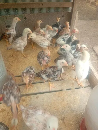 Pintinhos