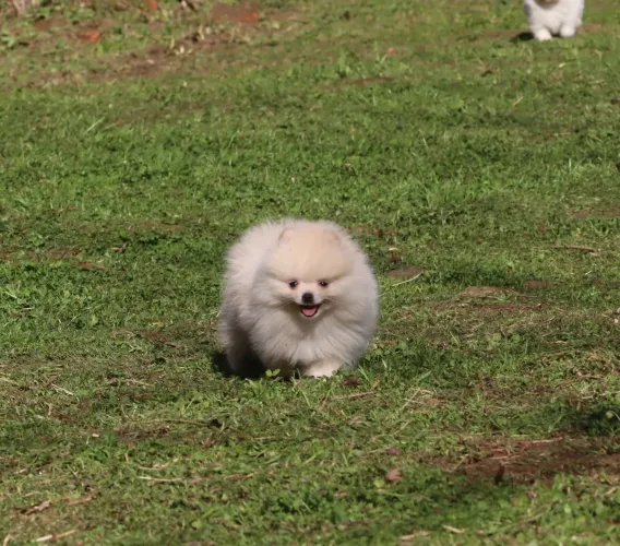 Spitz Alemão Lulu