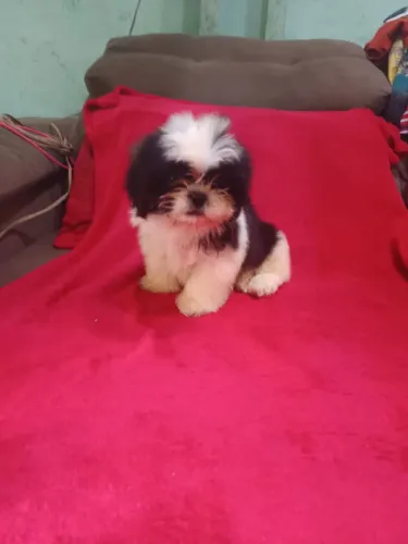 Lindo filhote de Shitzu disponível para venda.