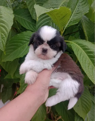 Cães de pequeno porte para companhia