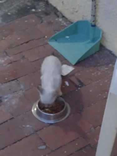 Doação de gato 