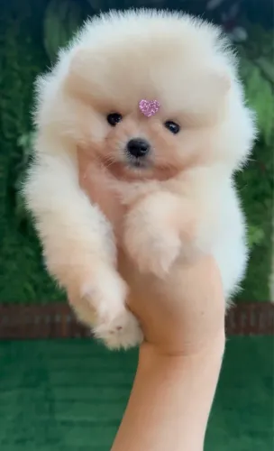 Filhote spitz machinho 