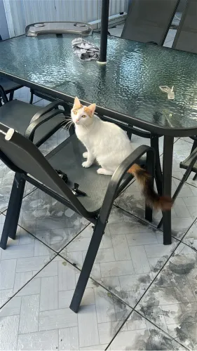 Adoção de gatinha