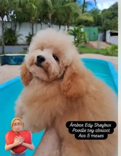 Poodle toy macho filhote