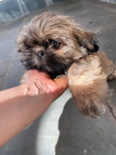 FIlhote ShihTzu Macho