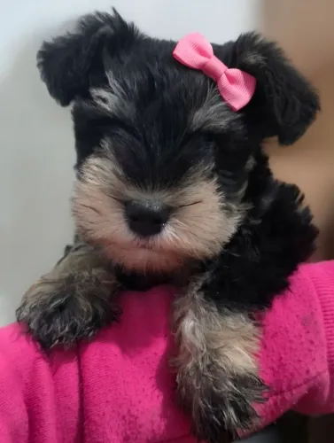 Schnauzer femea preto e prata