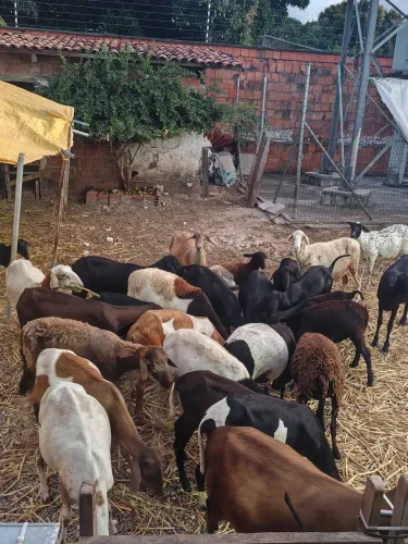 Vende-se ovelhas prenhas