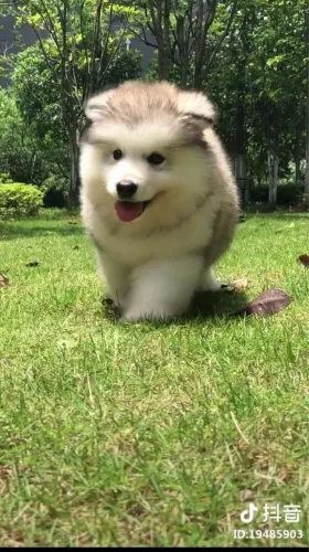 Husky Siberiano - Mais Que Um Presente, Uma Nova Amizade
