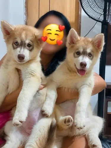 Husk Siberiano 