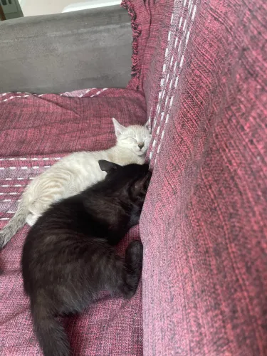 Doação de gatinhas irmãs 