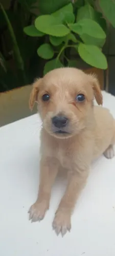 Doação de cachorro (sem raça definida)