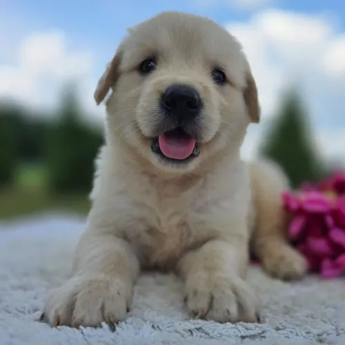 Golden Retriever: Pelagem dourada e um amor incondicional