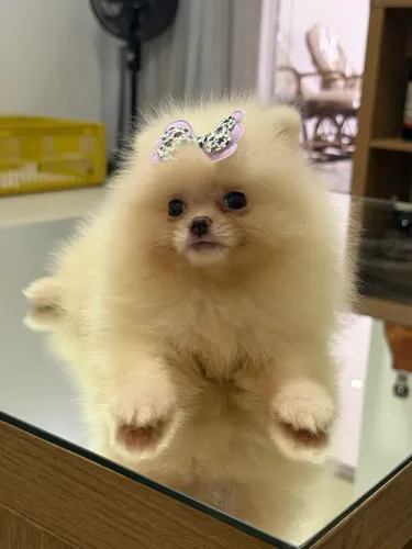 Spitz alemão (Lulu da Pomerania) macho e fêmea