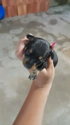 Pinscher fêmea tamanho 1