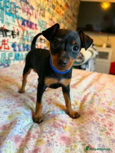 Filhotinhos Pinscher/Pincher Protetores Macho e Fêmea Vacinados SP
