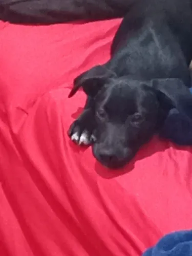 Doação de cachorro macho filhote 