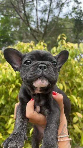 Bulldog francês o presente mais charmoso do dia dos namorados