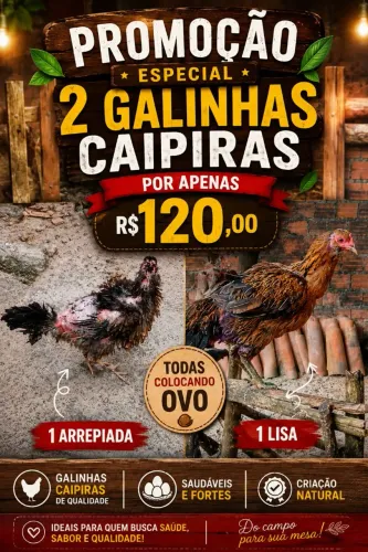 VENDO 2 GALINHAS CAIPIRAS