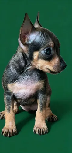 Pinscher mini disponível