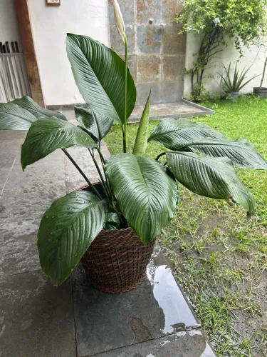 Vaso grande com lírio da paz