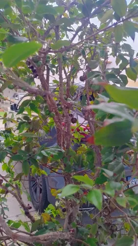 Pé de jabuticaba