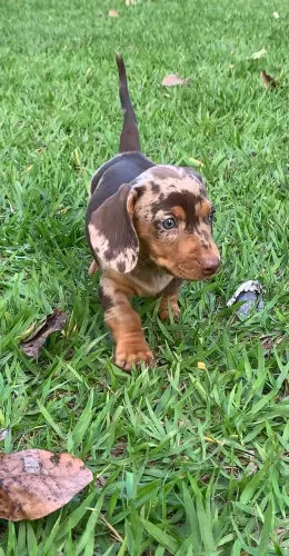 Basset Dachshund Cofap Salsicha Arlequim Machos Puros