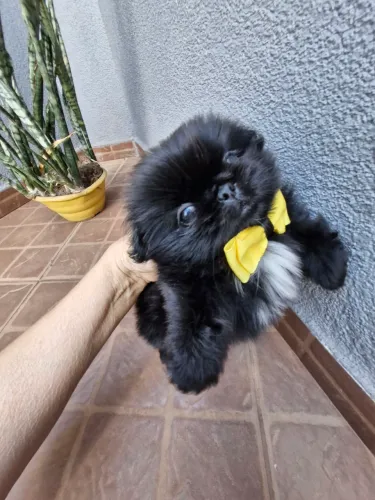 Pequinês machinho preto