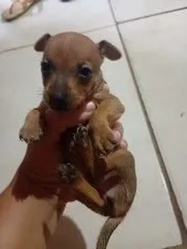 Animal