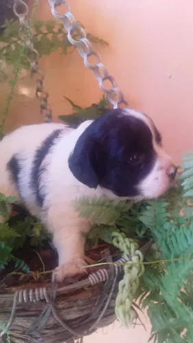 Lheasa Apso 