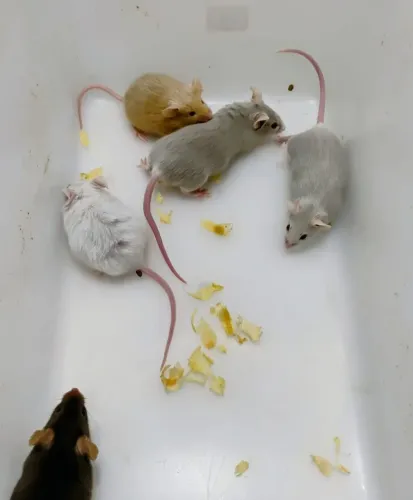 Filhotes de Camundongos