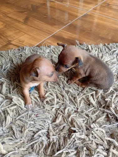 Filhote de pinscher N1