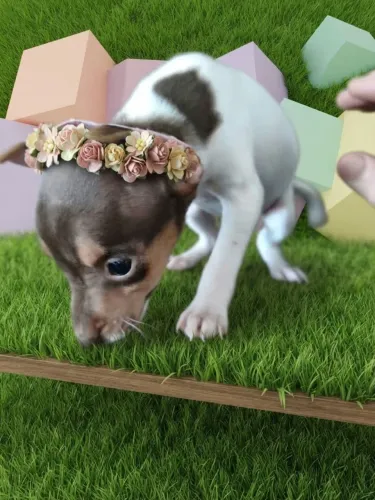 Pinscher Menina Muito Amorosa
