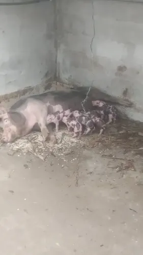 Leitões Pietran PO nascidos 12/7