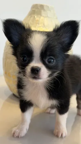 Chihuahua. Fazemos criação com todo carinho e amor