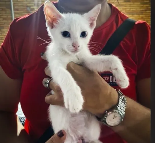 Gatinho macho
