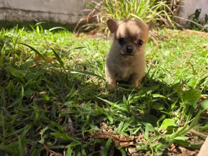 FILHOTES DE CHIHUAHUA DISPONÍVEIS ?