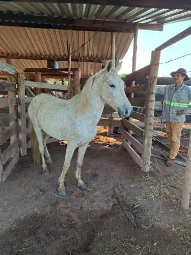 Vendo cavalo manso
