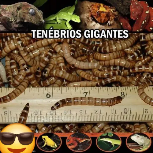 Tenebrios Gigantes
