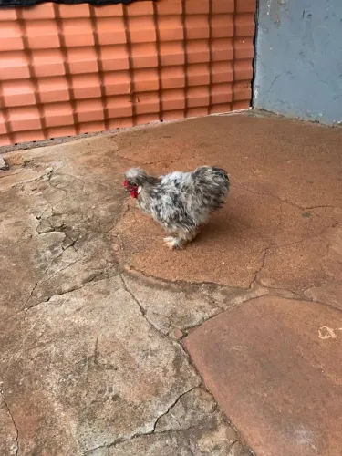 Casal de galinhas sedosa 8 meses