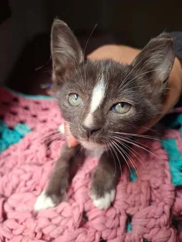 Gatinha para doação