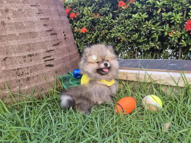 LULU DA POMERÂNEA anão fêmea a pronta entrega 